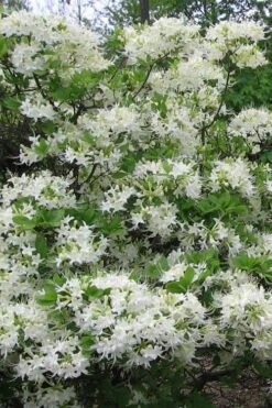White Alabama Native Azalea (Rhododendron Alabamense) - 3 Gallon Pot -SHRUBS and BUSHES Shop rhododendron alabamense alabama native azalea 8