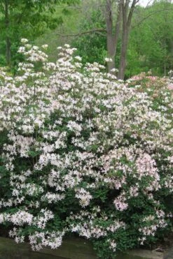 Coastal Azalea (Rhododendron Atlanticum) - 1 Gallon Pot -SHRUBS and BUSHES Shop rhododendron atlanticum coastal azalea 1