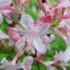 Coastal Azalea (Rhododendron Atlanticum) - 1 Gallon Pot -SHRUBS and BUSHES Shop rhododendron atlanticum coastal azalea 6