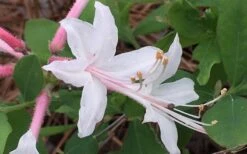 Coastal Azalea (Rhododendron Atlanticum) - 1 Gallon Pot -SHRUBS and BUSHES Shop rhododendron atlanticum coastal azalea 8