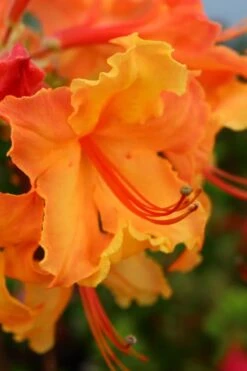 Andrew J. Boike Alabama Flame Native Azalea Azalea - 3 Gallon Pot -SHRUBS and BUSHES Shop rhododendron austrinum andrew j boike native azalea 3