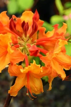 Andrew J. Boike Alabama Flame Native Azalea Azalea - 3 Gallon Pot -SHRUBS and BUSHES Shop rhododendron austrinum andrew j boike native azalea 5