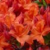 Mooshatanio Native Azalea (Rhododendron X Austrinum) - 1 Gallon Pot 2 Mooshatanio Native Azalea (Rhododendron X Austrinum) - 1 Gallon Pot -SHRUBS and BUSHES Shop rhododendron austrinum mooshatanio native azalea 1
