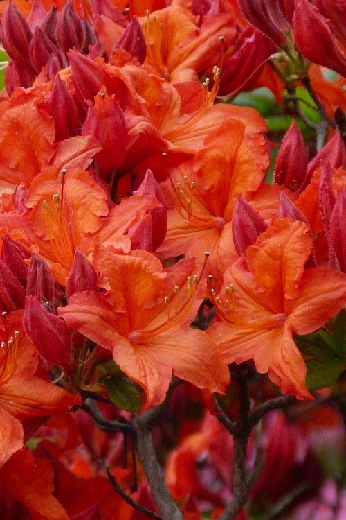 Mooshatanio Native Azalea (Rhododendron X Austrinum) - 1 Gallon Pot 3 Mooshatanio Native Azalea (Rhododendron X Austrinum) - 1 Gallon Pot