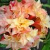 Cannon's Double Exbury Azalea (Rhdodendron) - 2 Gallon Pot -SHRUBS and BUSHES Shop rhododendron cannons double azalea 1
