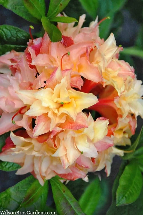 Cannon's Double Exbury Azalea (Rhdodendron) - 2 Gallon Pot 3 Cannon's Double Exbury Azalea (Rhdodendron) - 2 Gallon Pot