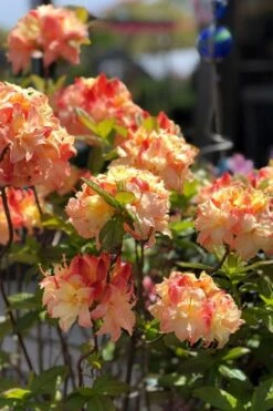 Cannon's Double Exbury Azalea (Rhdodendron) - 2 Gallon Pot 10 Cannon's Double Exbury Azalea (Rhdodendron) - 2 Gallon Pot -SHRUBS and BUSHES Shop rhododendron cannons double azalea 2