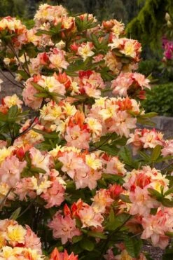 Cannon's Double Exbury Azalea (Rhdodendron) - 2 Gallon Pot 11 Cannon's Double Exbury Azalea (Rhdodendron) - 2 Gallon Pot -SHRUBS and BUSHES Shop rhododendron cannons double azalea 3