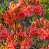 Father Ryan Oconee Native Azalea - 3 Gallon Pot 1 Father Ryan Oconee Native Azalea - 3 Gallon Pot -SHRUBS and BUSHES Shop rhododendron flammeum father ryan 6