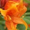 Golden Eagle Azalea (Rhododendron) - 3 Gallon Pot 1 Golden Eagle Azalea (Rhododendron) - 3 Gallon Pot -SHRUBS and BUSHES Shop rhododendron golden eagle azalea 2