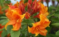 Golden Eagle Azalea (Rhododendron) - 3 Gallon Pot 11 Golden Eagle Azalea (Rhododendron) - 3 Gallon Pot -SHRUBS and BUSHES Shop rhododendron golden eagle azalea 5