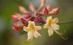 Millie Mac Native Azalea (Rhododendron) - 3 Gallon Pot -SHRUBS and BUSHES Shop rhododendron millie mac native azalea 10