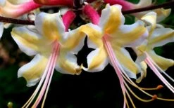 Millie Mac Native Azalea (Rhododendron) - 3 Gallon Pot -SHRUBS and BUSHES Shop rhododendron millie mac native azalea 15