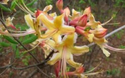 Millie Mac Native Azalea (Rhododendron) - 3 Gallon Pot -SHRUBS and BUSHES Shop rhododendron millie mac native azalea 2