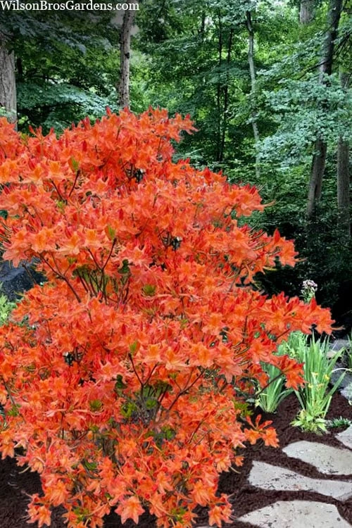 Pat Ryan Aromi Azalea (Rhododendron Hybrid) - 1 Gallon Pot 3 Pat Ryan Aromi Azalea (Rhododendron Hybrid) - 1 Gallon Pot