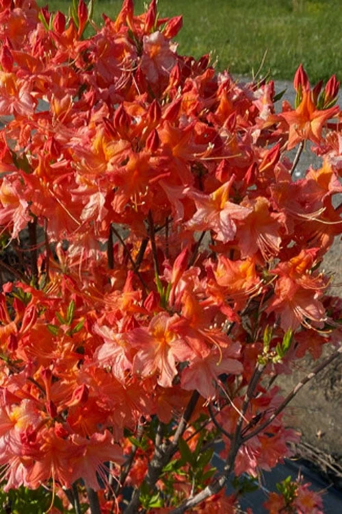 Pat Ryan Aromi Azalea (Rhododendron Hybrid) - 1 Gallon Pot 6 Pat Ryan Aromi Azalea (Rhododendron Hybrid) - 1 Gallon Pot - Image 4