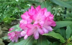 Southgate 'Radiance' Rhododendron - 3 Gallon Pot 12 Southgate 'Radiance' Rhododendron - 3 Gallon Pot -SHRUBS and BUSHES Shop rhododendron southgate radiance