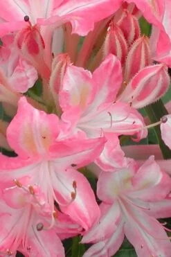 Ribbon Candy Swamp Azalea (Rhododendron Viscosum) - 3 Gallon Pot -SHRUBS and BUSHES Shop rhododendron viscosum ribbon candy swamp azalea 1 1