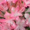 Ribbon Candy Swamp Azalea (Rhododendron Viscosum) - 1 Gallon Pot 1 Ribbon Candy Swamp Azalea (Rhododendron Viscosum) - 1 Gallon Pot -SHRUBS and BUSHES Shop rhododendron viscosum ribbon candy swamp azalea 2