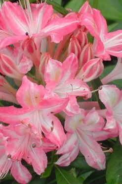 Ribbon Candy Swamp Azalea (Rhododendron Viscosum) - 1 Gallon Pot
