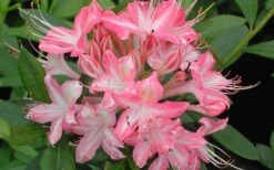 Ribbon Candy Swamp Azalea (Rhododendron Viscosum) - 3 Gallon Pot -SHRUBS and BUSHES Shop rhododendron viscosum ribbon candy swamp azalea 3 1