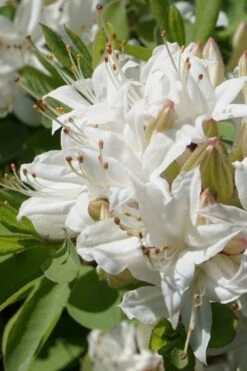 Swamp Azalea (Rhododendron Viscosum) - 1 Gallon Pot 19 Swamp Azalea (Rhododendron Viscosum) - 1 Gallon Pot -SHRUBS and BUSHES Shop rhododendron viscosum swamp azalea 1 1