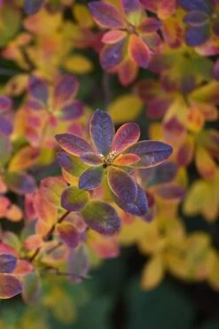 Swamp Azalea (Rhododendron Viscosum) - 3 Gallon Pot -SHRUBS and BUSHES Shop rhododendron viscosum swamp azalea 2