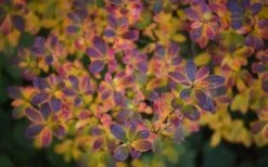 Ribbon Candy Swamp Azalea (Rhododendron Viscosum) - 1 Gallon Pot 13 Ribbon Candy Swamp Azalea (Rhododendron Viscosum) - 1 Gallon Pot -SHRUBS and BUSHES Shop rhododendron viscosum swamp azalea 3