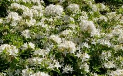 Swamp Azalea (Rhododendron Viscosum) - 3 Gallon Pot -SHRUBS and BUSHES Shop rhododendron viscosum swamp azalea 4