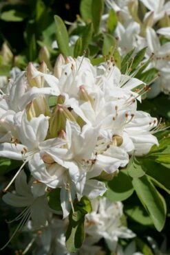 Swamp Azalea (Rhododendron Viscosum) - 3 Gallon Pot -SHRUBS and BUSHES Shop rhododendron viscosum swamp azalea 5