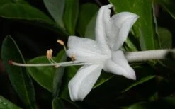 Swamp Azalea (Rhododendron Viscosum) - 1 Gallon Pot 18 Swamp Azalea (Rhododendron Viscosum) - 1 Gallon Pot -SHRUBS and BUSHES Shop rhododendron viscosum swamp azalea 8 1