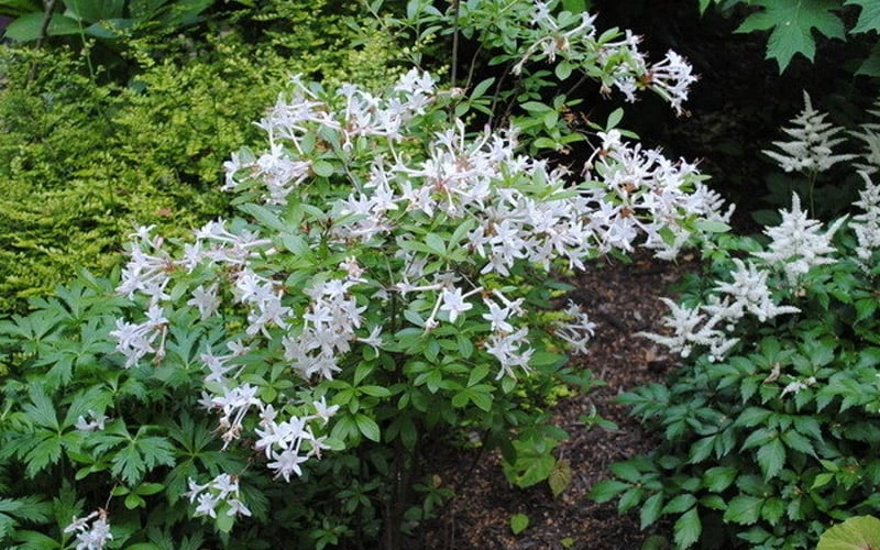 Swamp Azalea (Rhododendron Viscosum) - 1 Gallon Pot 12 Swamp Azalea (Rhododendron Viscosum) - 1 Gallon Pot - Image 10
