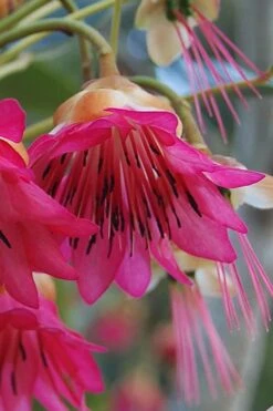 Scarlet Bells' Hong Kong Rose (Rhodoleia Henryi) - 3 Gallon Pot -SHRUBS and BUSHES Shop rhodoleia henryi scarlet bells hong kong rose 1