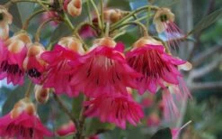 Scarlet Bells' Hong Kong Rose (Rhodoleia Henryi) - 3 Gallon Pot -SHRUBS and BUSHES Shop rhodoleia henryi scarlet bells hong kong rose 102