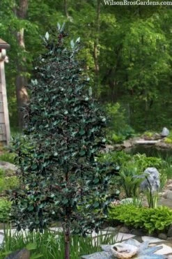 Scarlet Bells' Hong Kong Rose (Rhodoleia Henryi) - 3 Gallon Pot -SHRUBS and BUSHES Shop rhodoleia henryi scarlet bells hong kong rose 20