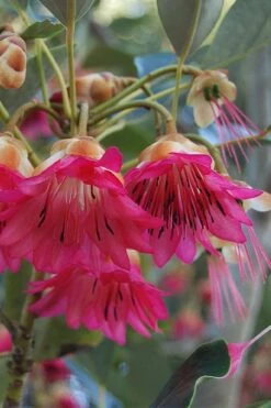 Scarlet Bells' Hong Kong Rose (Rhodoleia Henryi) - 3 Gallon Pot -SHRUBS and BUSHES Shop rhodoleia henryi scarlet bells hong kong rose 3