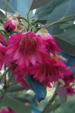 Scarlet Bells' Hong Kong Rose (Rhodoleia Henryi) - 3 Gallon Pot -SHRUBS and BUSHES Shop rhodoleia henryi scarlet bells hong kong rose 4