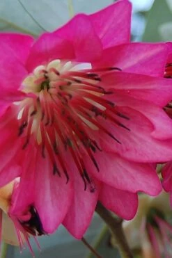 Scarlet Bells' Hong Kong Rose (Rhodoleia Henryi) - 3 Gallon Pot -SHRUBS and BUSHES Shop rhodoleia henryi scarlet bells hong kong rose 5