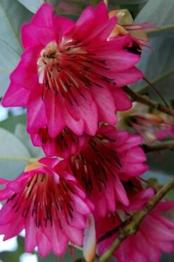 Scarlet Bells' Hong Kong Rose (Rhodoleia Henryi) - 3 Gallon Pot -SHRUBS and BUSHES Shop rhodoleia henryi scarlet bells hong kong rose 7