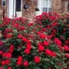 Red Double Knock Out Rose - 1 Gallon Pot -SHRUBS and BUSHES Shop rosa double red knock out rose 107