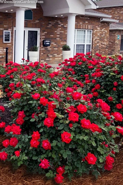 Red Double Knock Out Rose - 1 Gallon Pot 3 Red Double Knock Out Rose - 1 Gallon Pot