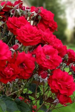 Oh My! Floribunda Tree Rose - 7 Gallon Pot -SHRUBS and BUSHES Shop rosa oh my floribunda rose 2