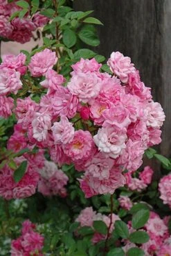 Peggy Martin Climbing Rose - 3 Gallon Pot 20 Peggy Martin Climbing Rose - 3 Gallon Pot -SHRUBS and BUSHES Shop rosa peggy martin climbing rose 1