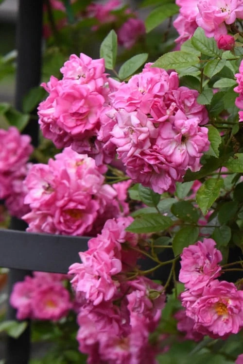 Peggy Martin Climbing Rose - 3 Gallon Pot 7 Peggy Martin Climbing Rose - 3 Gallon Pot - Image 5