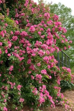 Peggy Martin Climbing Rose - 3 Gallon Pot 22 Peggy Martin Climbing Rose - 3 Gallon Pot -SHRUBS and BUSHES Shop rosa peggy martin climbing rose 2