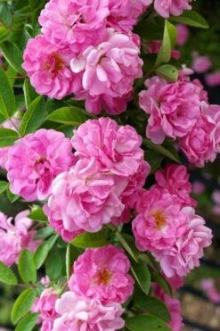 Peggy Martin Climbing Rose - 3 Gallon Pot 21 Peggy Martin Climbing Rose - 3 Gallon Pot -SHRUBS and BUSHES Shop rosa peggy martin climbing rose 5