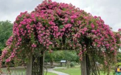 Peggy Martin Climbing Rose - 3 Gallon Pot 18 Peggy Martin Climbing Rose - 3 Gallon Pot -SHRUBS and BUSHES Shop rosa peggy martin climbing rose 7