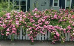 Peggy Martin Climbing Rose - 3 Gallon Pot 16 Peggy Martin Climbing Rose - 3 Gallon Pot -SHRUBS and BUSHES Shop rosa peggy martin climbing rose 8