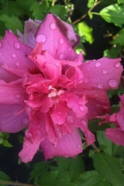 Lucy Rose Of Sharon (Single Trunk Tree) - 7 Gallon Pot (3-4') 12 Lucy Rose Of Sharon (Single Trunk Tree) - 7 Gallon Pot (3-4') -SHRUBS and BUSHES Shop rose of sharon lucy 5 1