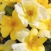Sunny Yellow Knock Out Rose - 3 Gallon Pot -SHRUBS and BUSHES Shop rose sunny knock out 30
